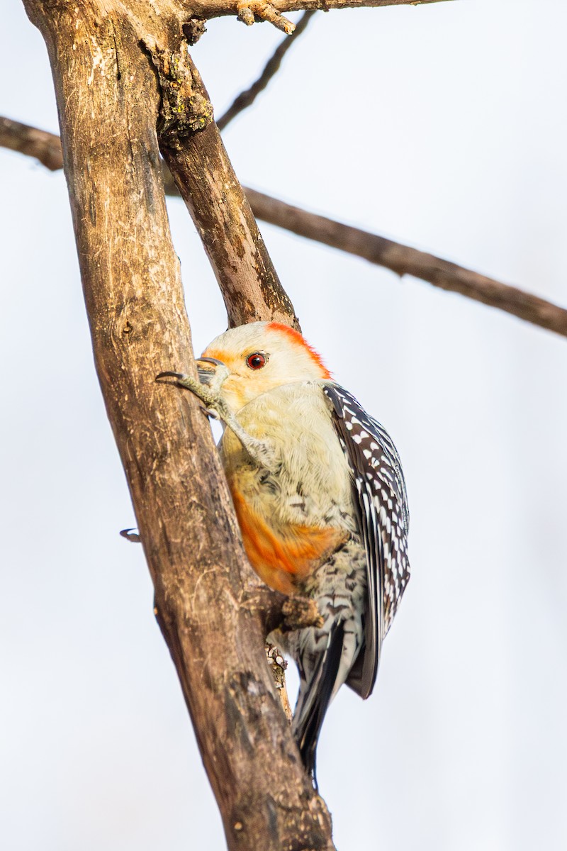 Red-bellied Woodpecker - ML647487657