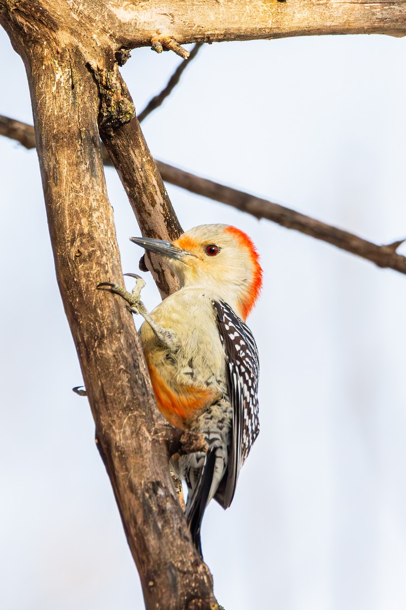 Red-bellied Woodpecker - ML647487658