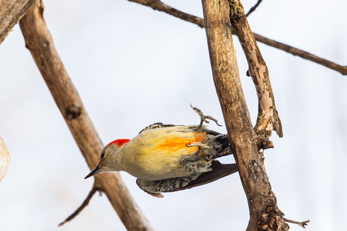 Red-bellied Woodpecker - ML647487659