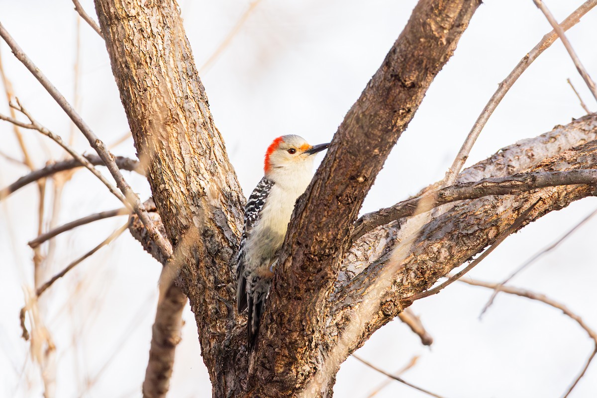 Red-bellied Woodpecker - ML647487660