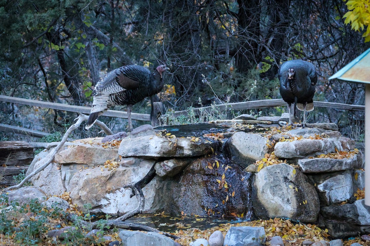 シチメンチョウ - ML647487661