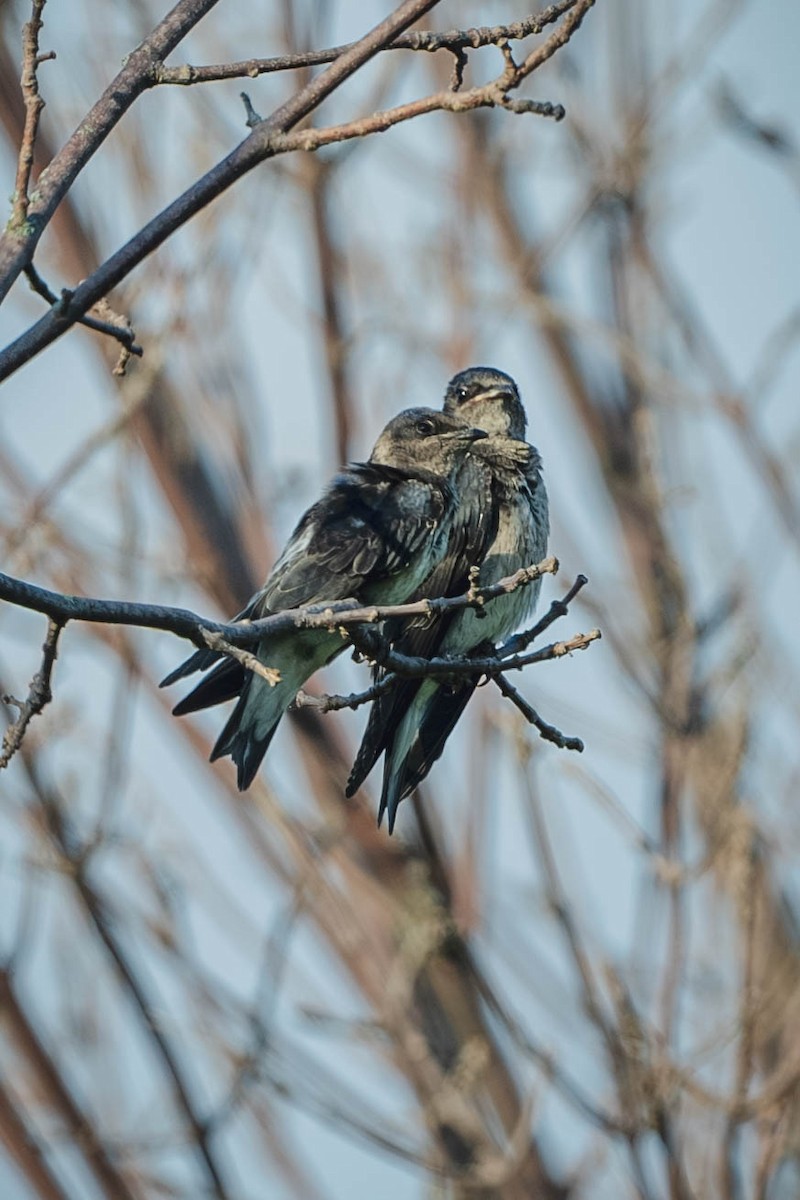 Purple Martin - ML647487690