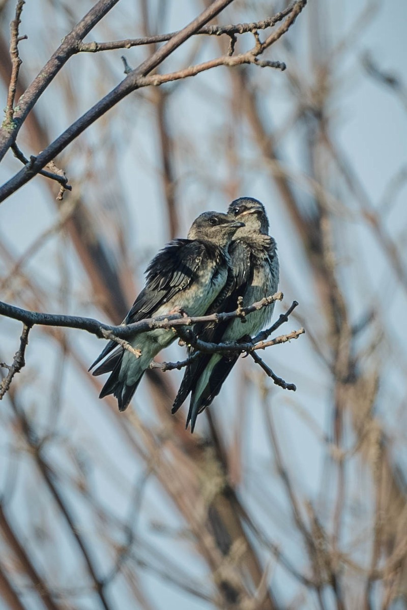 Purple Martin - ML647487691