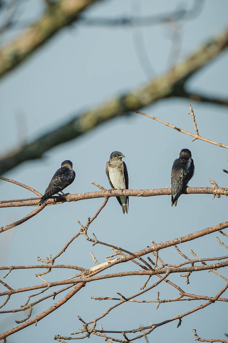 Purple Martin - ML647487692