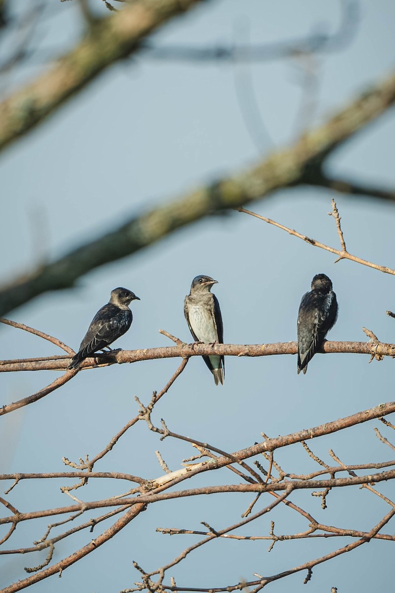 Purple Martin - ML647487693