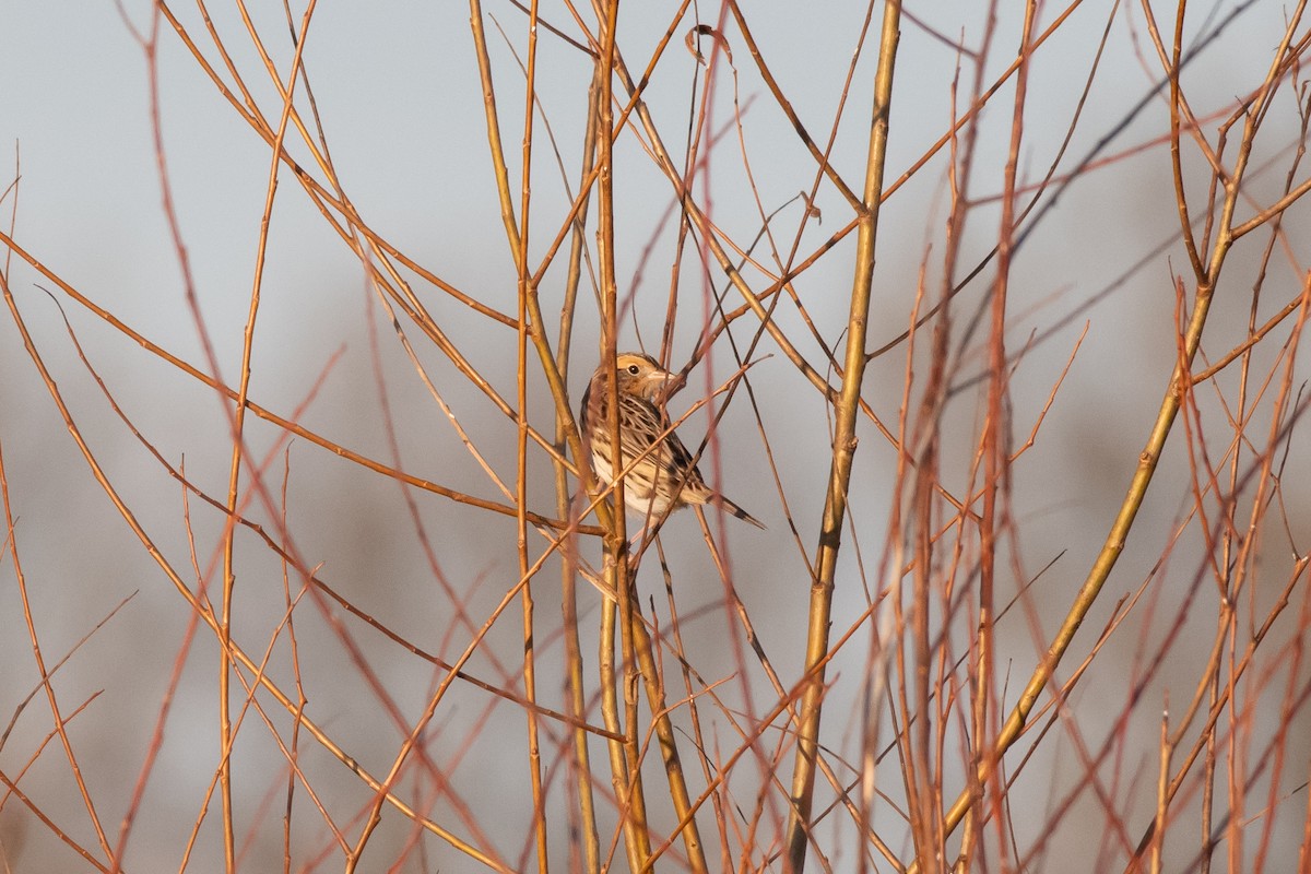 LeConte's Sparrow - ML647487699