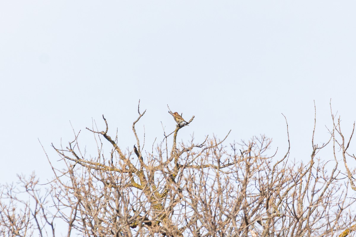 Northern Flicker - ML647487701