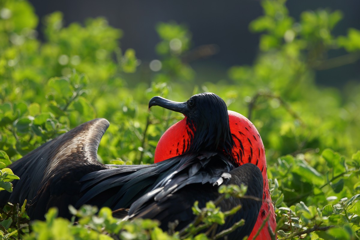 軍艦鳥 - ML647487707