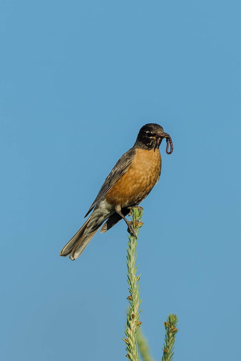 American Robin - ML647487708