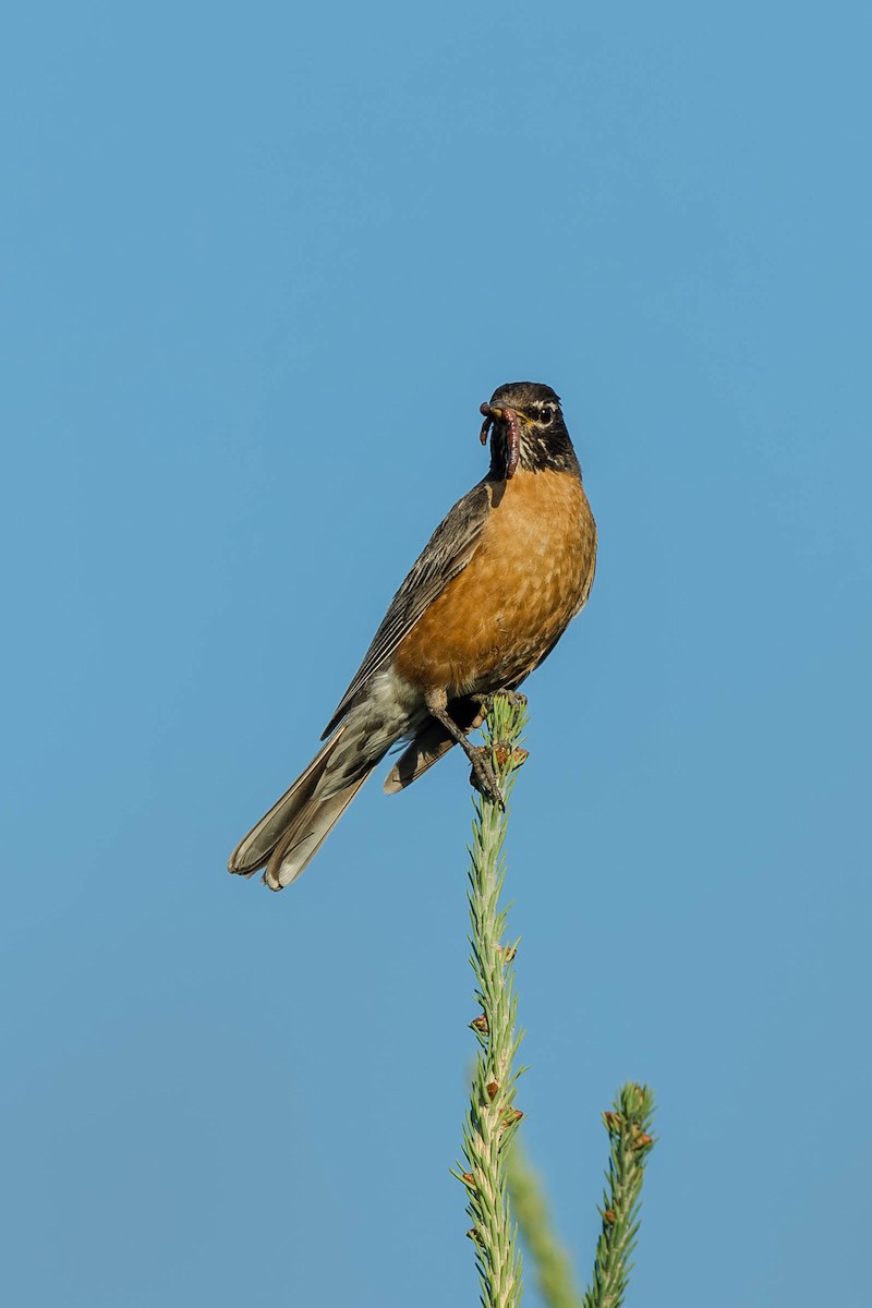 American Robin - ML647487709