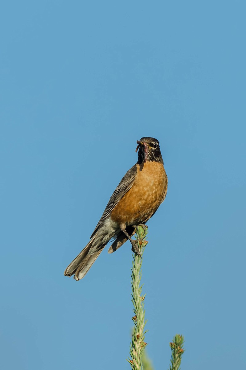 American Robin - ML647487710