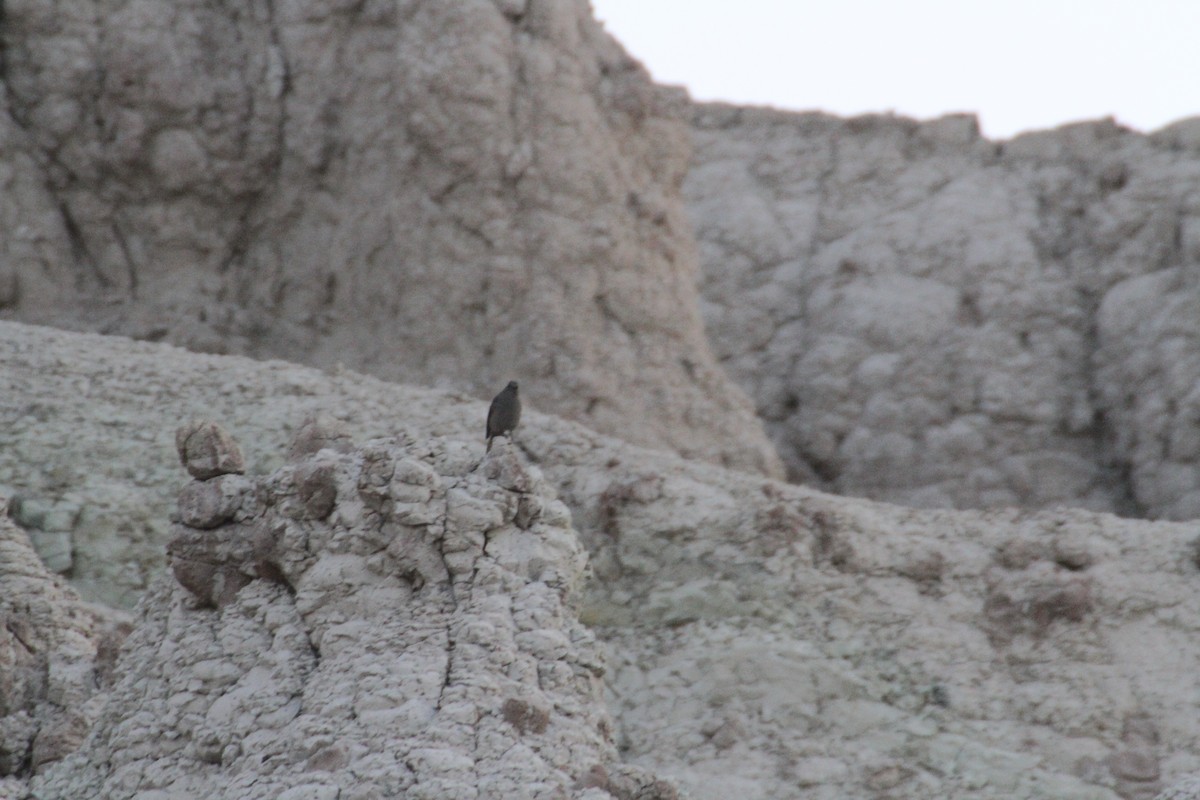 Townsend's Solitaire - ML647487711