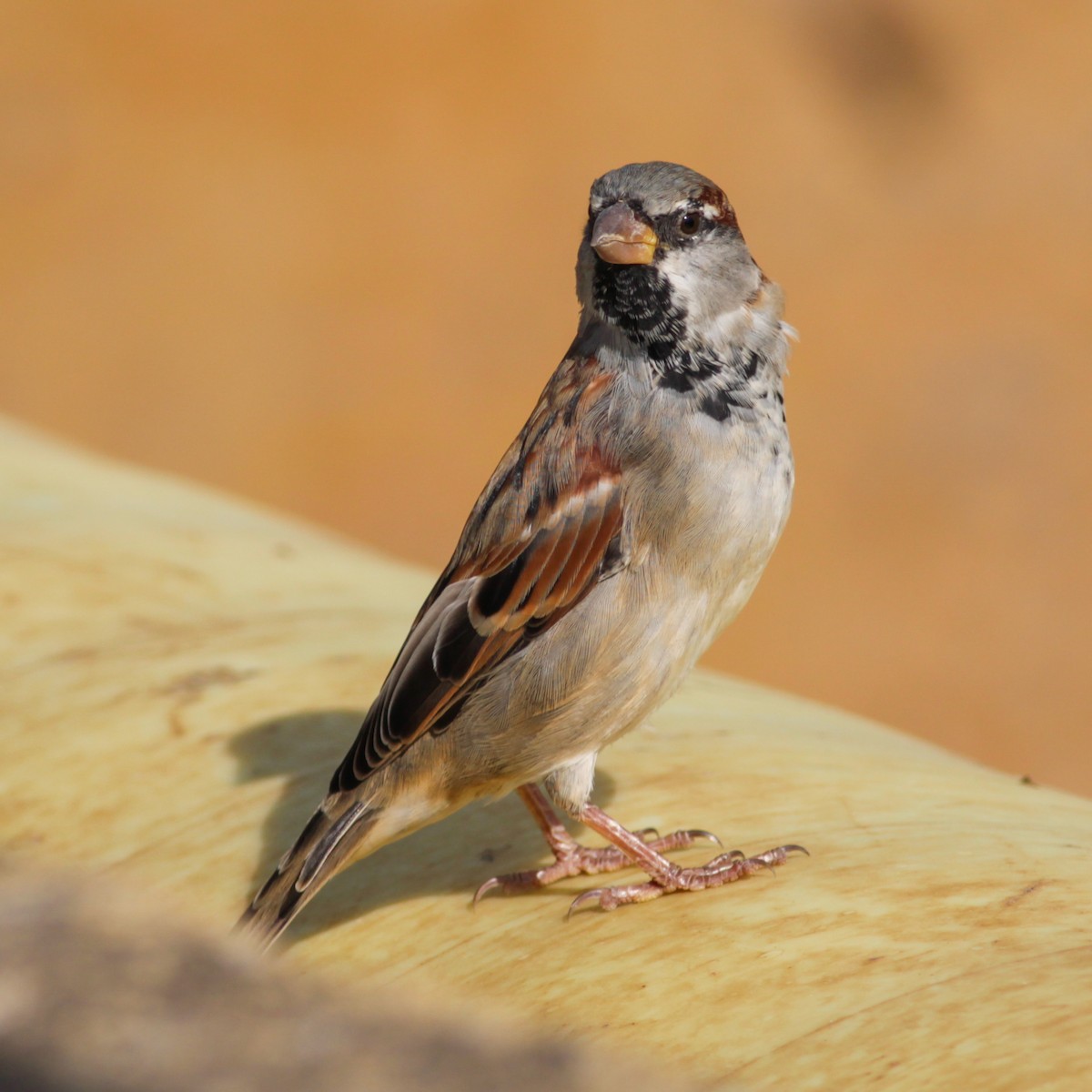 家麻雀 - ML647487712