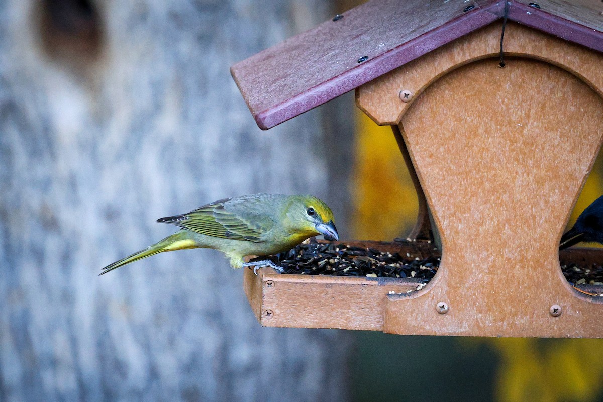 Hepatic Tanager - ML647487713