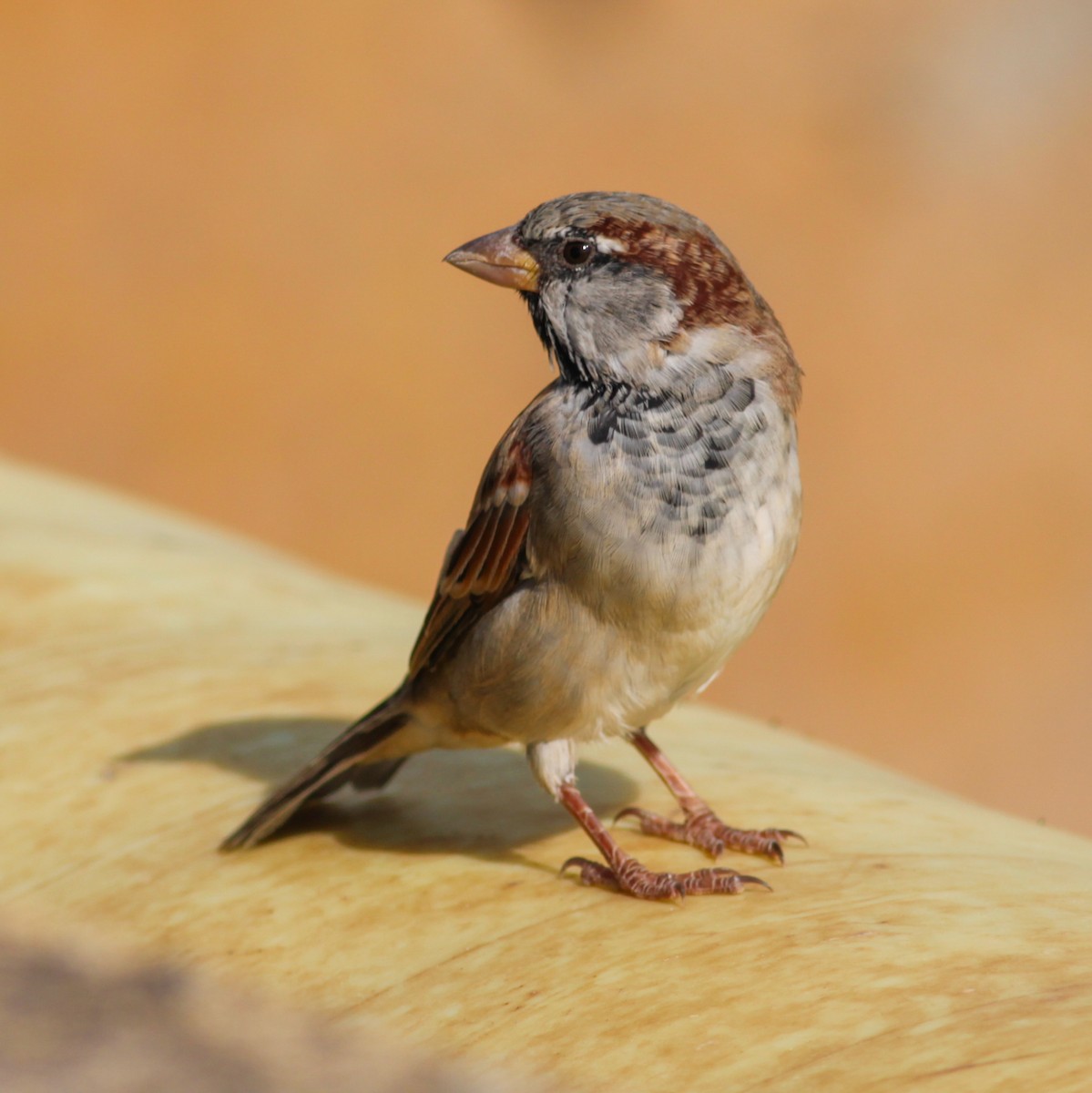 家麻雀 - ML647487714