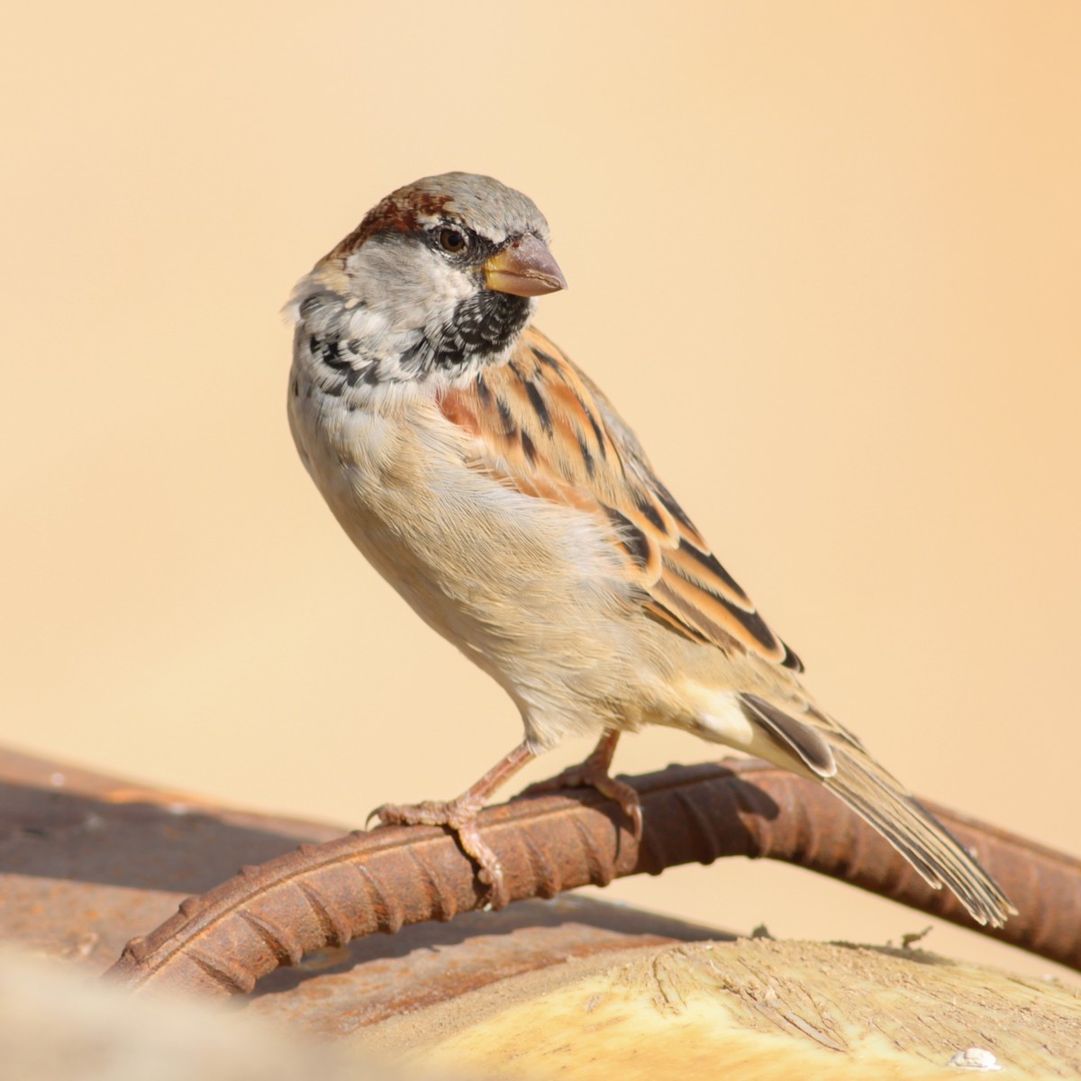 家麻雀 - ML647487715