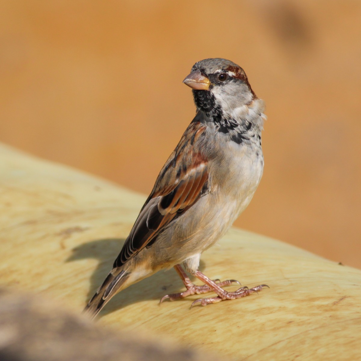 家麻雀 - ML647487716