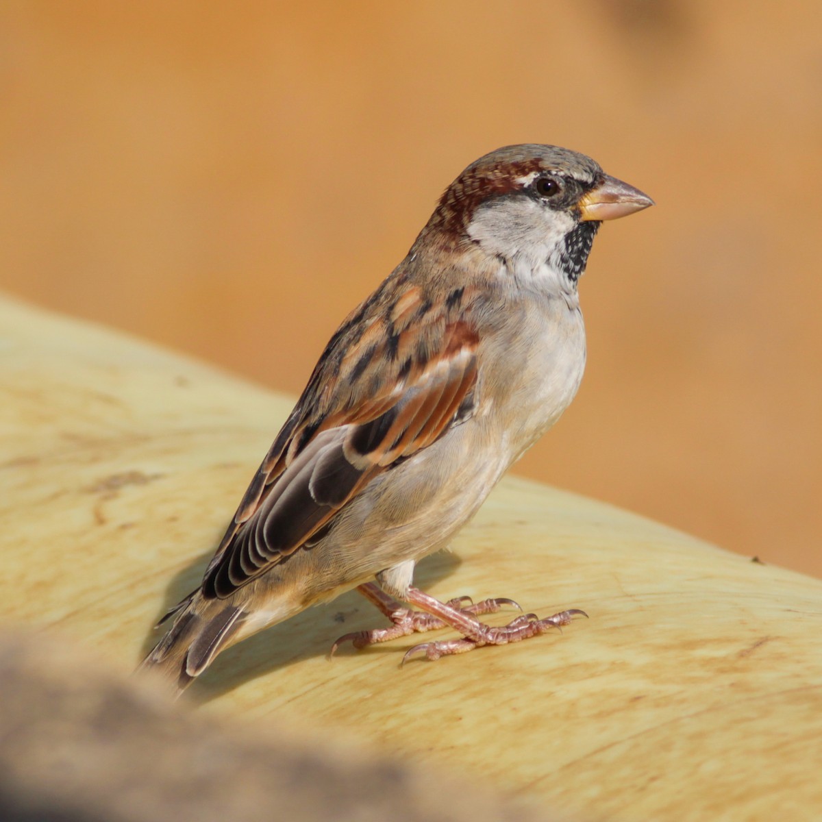 家麻雀 - ML647487717