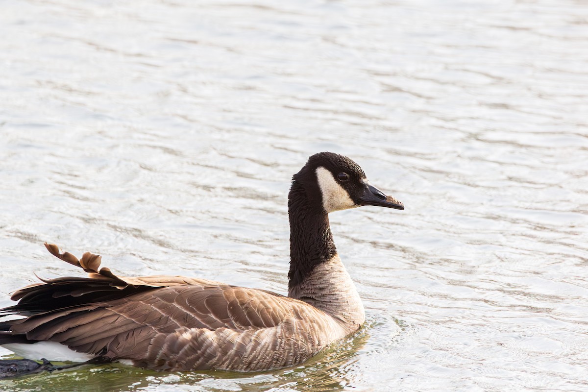Canada Goose - ML647487718