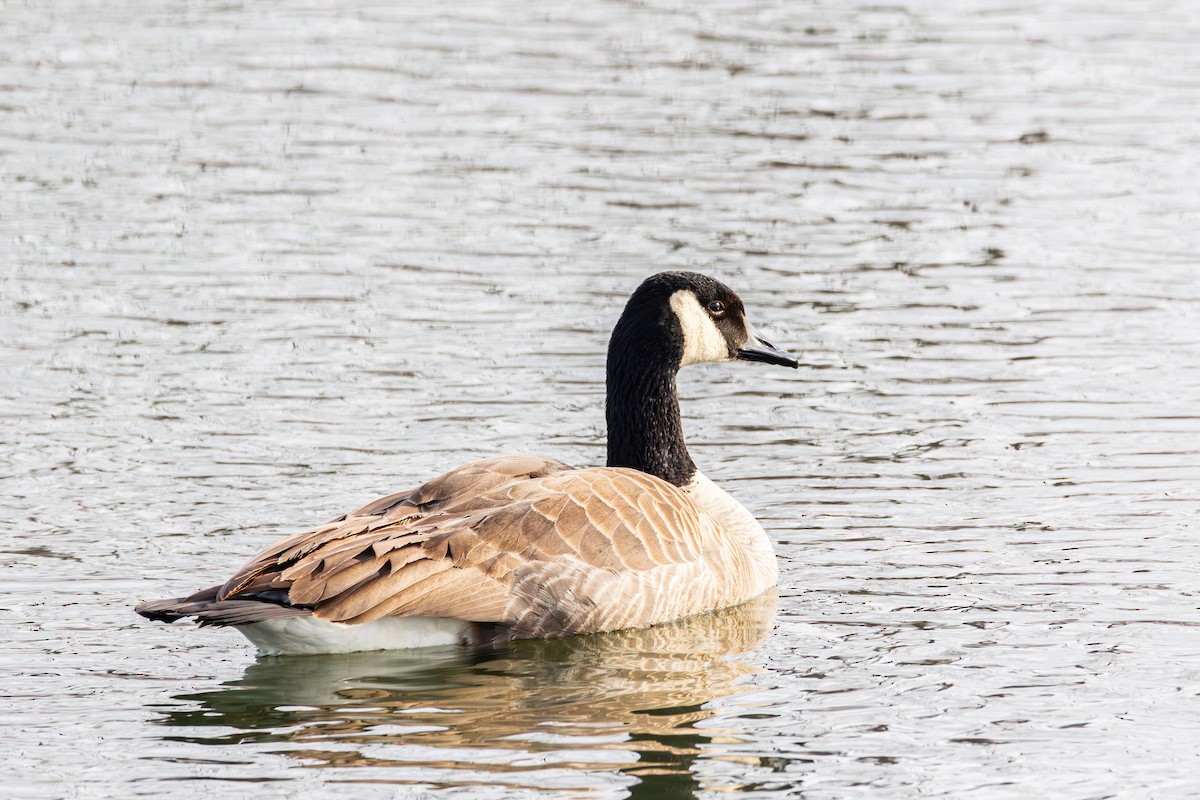 Canada Goose - ML647487719