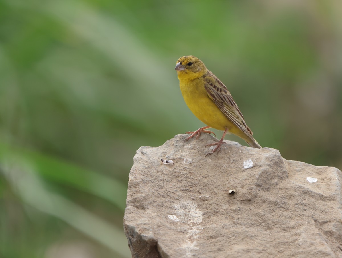 Grassland Yellow-Finch - ML647487720