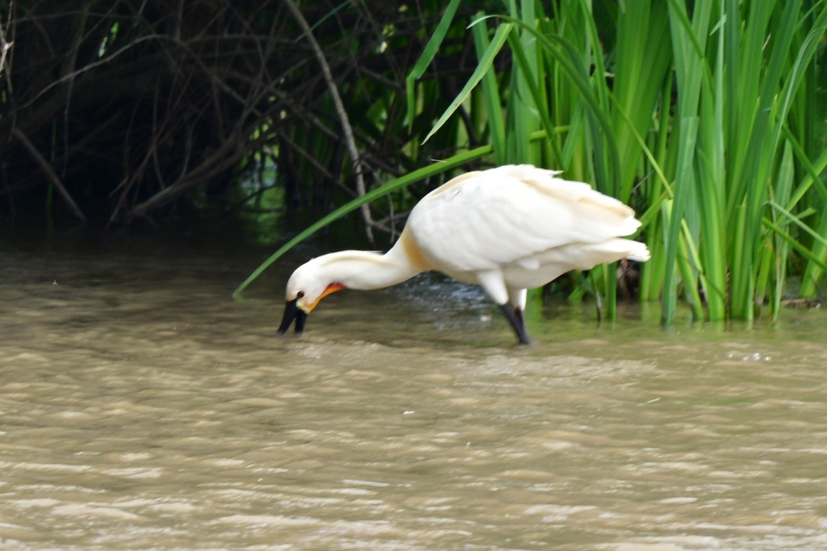 白琵鷺 - ML647487722