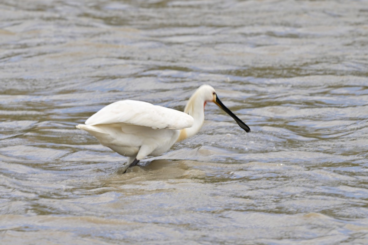 白琵鷺 - ML647487723