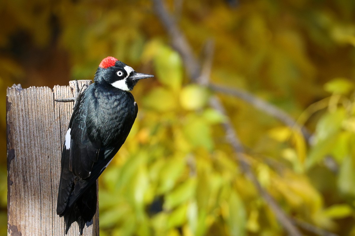 Acorn Woodpecker - ML647487724