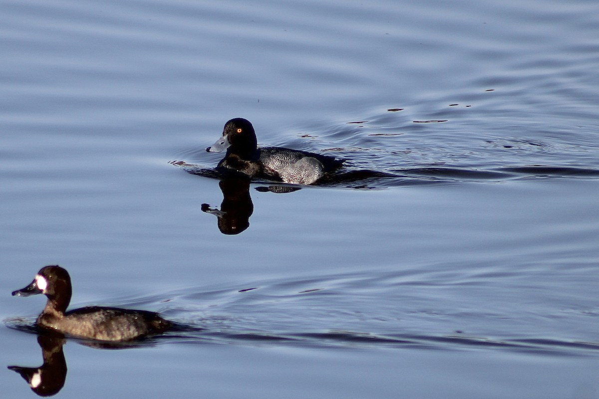 小斑背潛鴨 - ML647487725