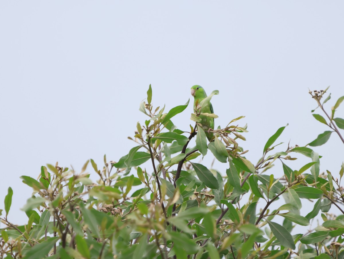 Pacific Parrotlet - ML647487726
