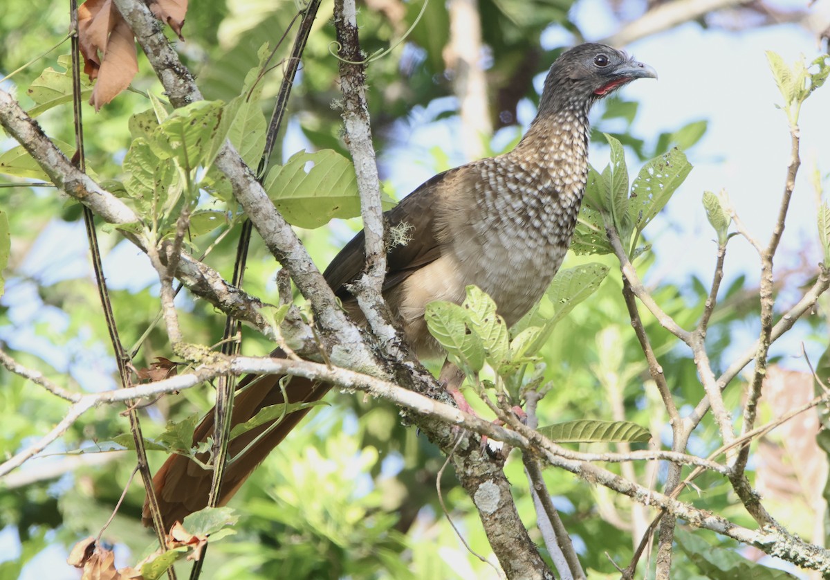 Speckled Chachalaca - ML647487727