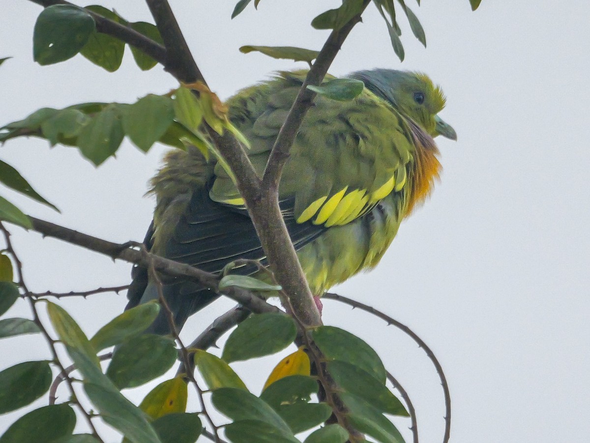 橙胸綠鳩 - ML647487728