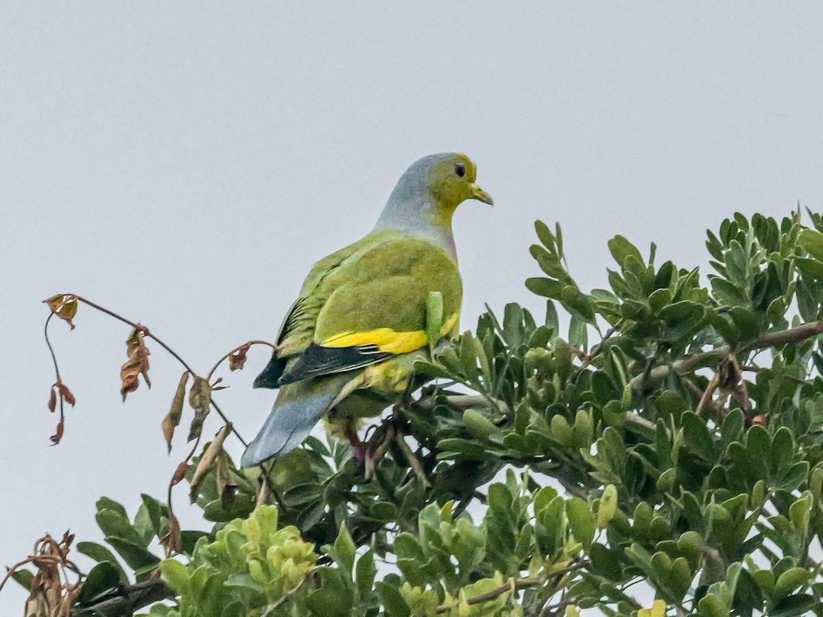 橙胸綠鳩 - ML647487730