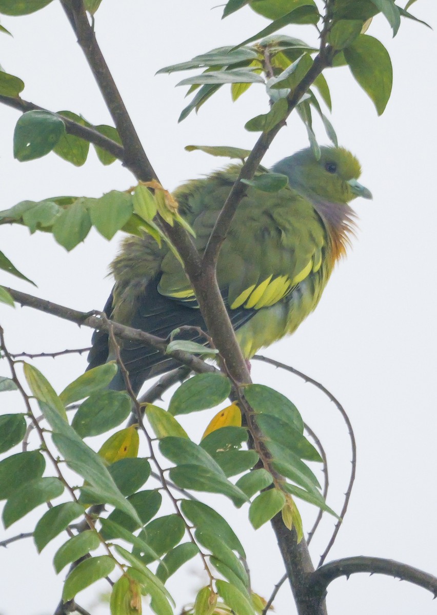橙胸綠鳩 - ML647487731