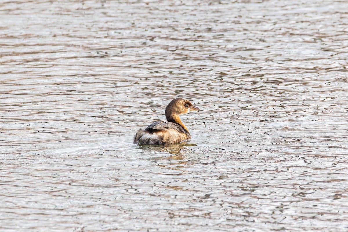 Pied-billed Grebe - ML647487733