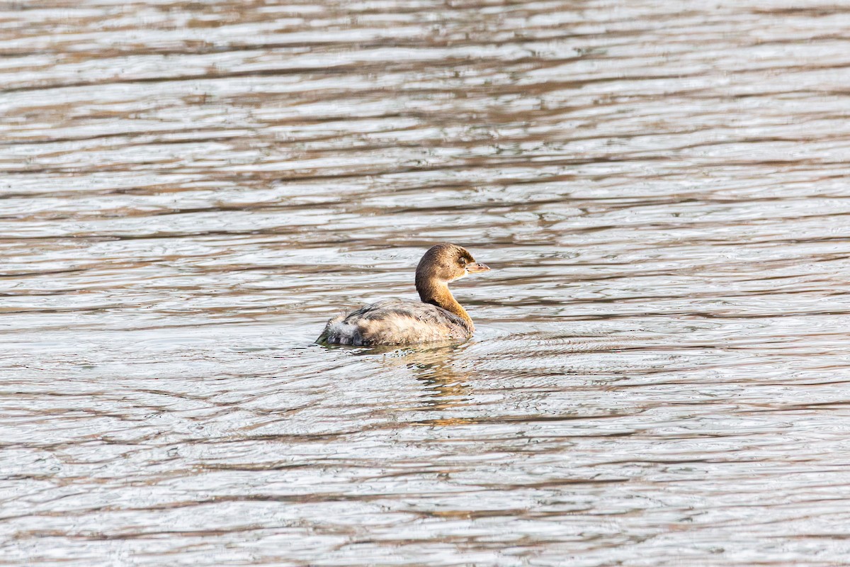 Pied-billed Grebe - ML647487734