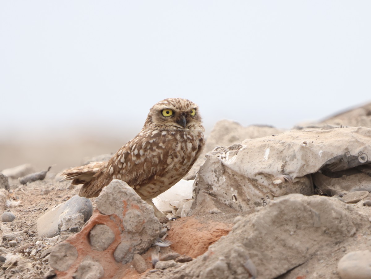 Burrowing Owl - ML647487736