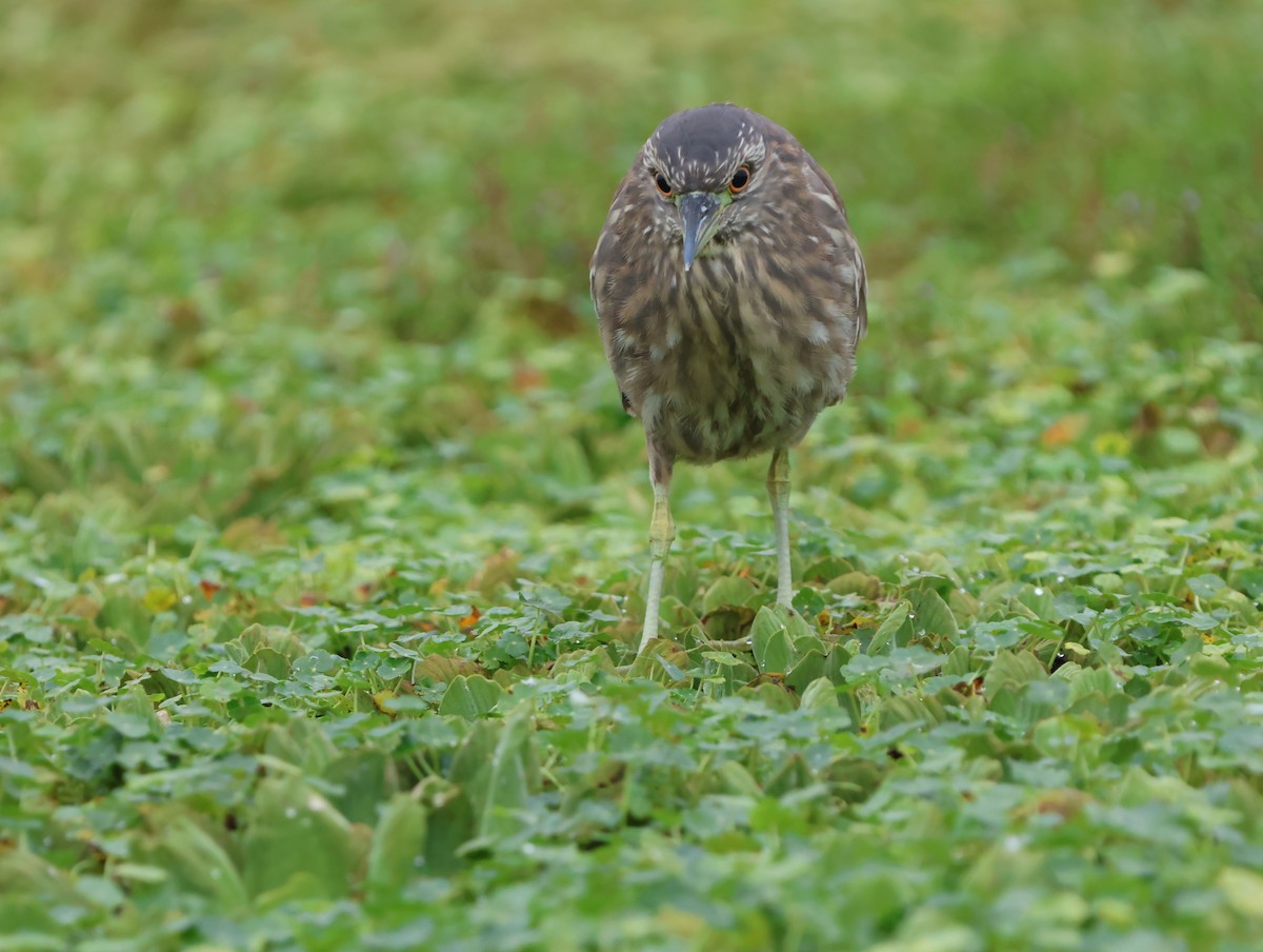 夜鷺 - ML647487738