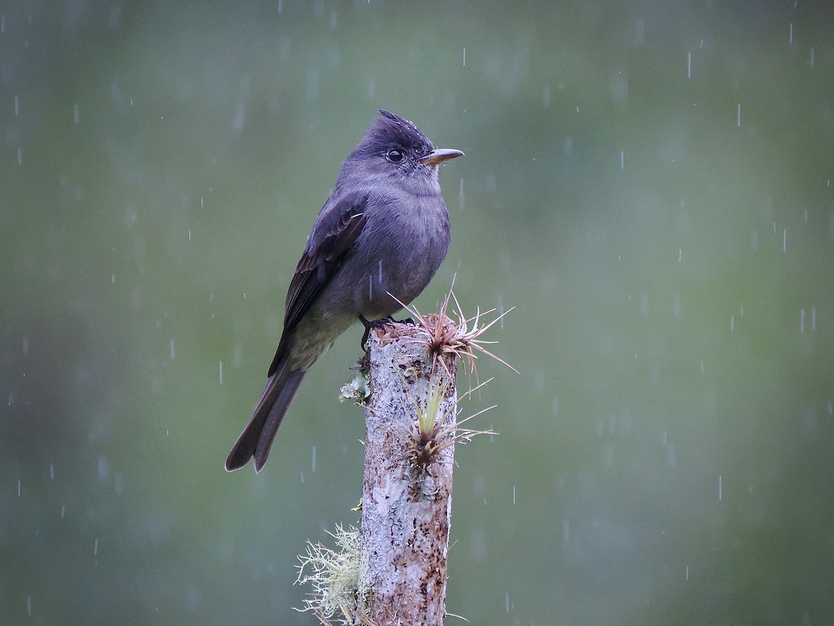 Smoke-colored Pewee - ML647487739