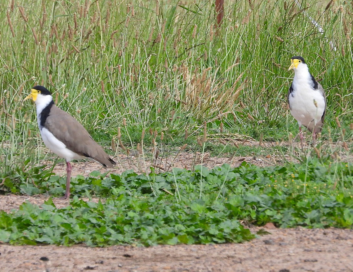Masked Lapwing - ML647487741