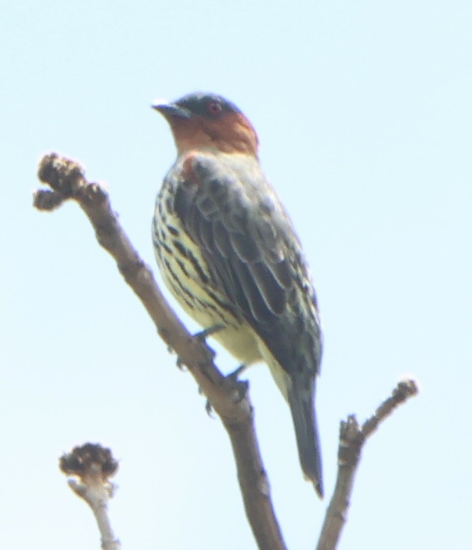 Chestnut-crested Cotinga - ML647487742