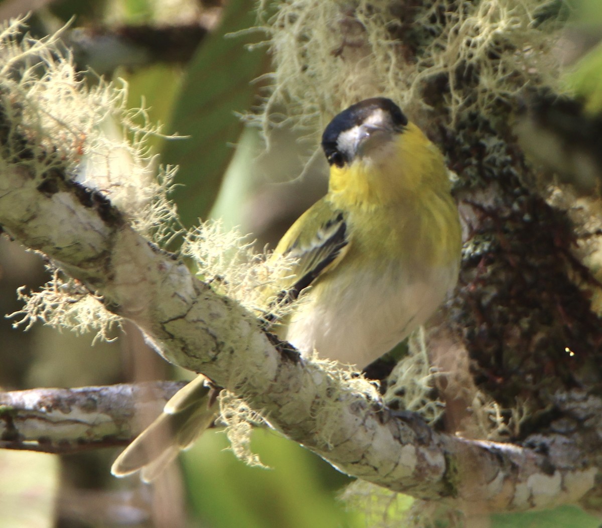 Green-backed Becard - ML647487749