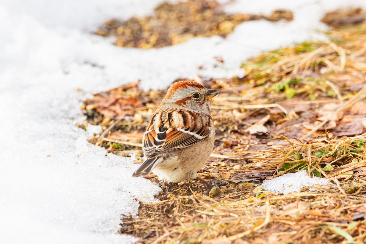 American Tree Sparrow - ML647487750