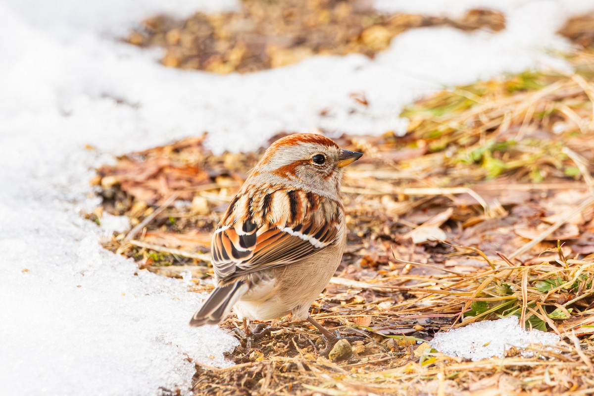 American Tree Sparrow - ML647487751