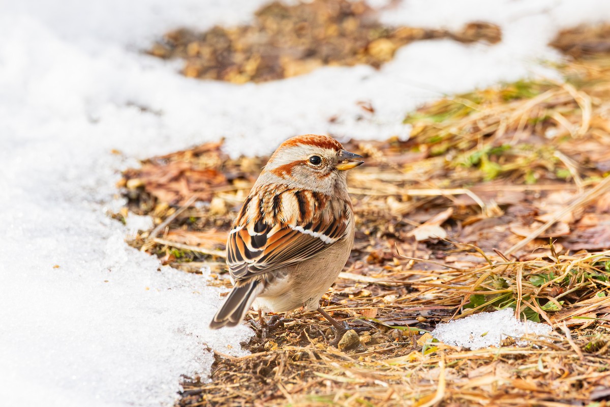American Tree Sparrow - ML647487752