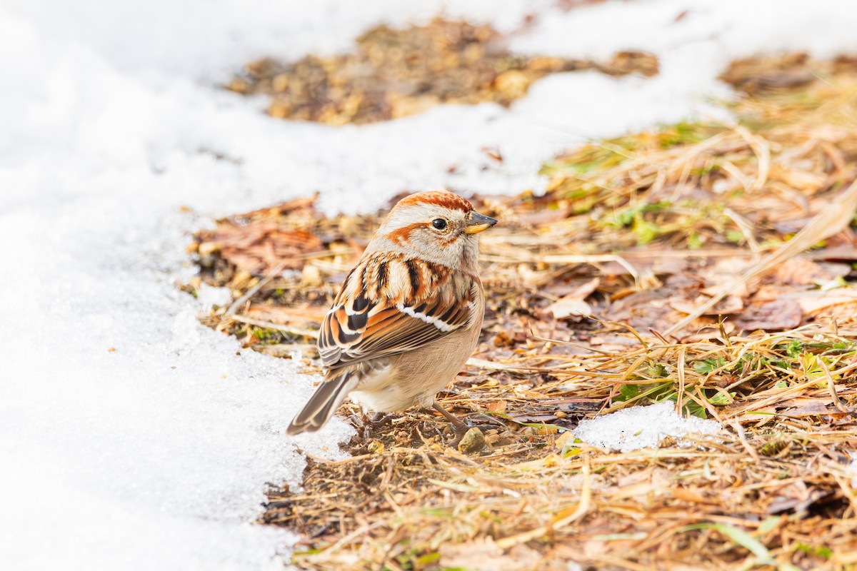 American Tree Sparrow - ML647487753