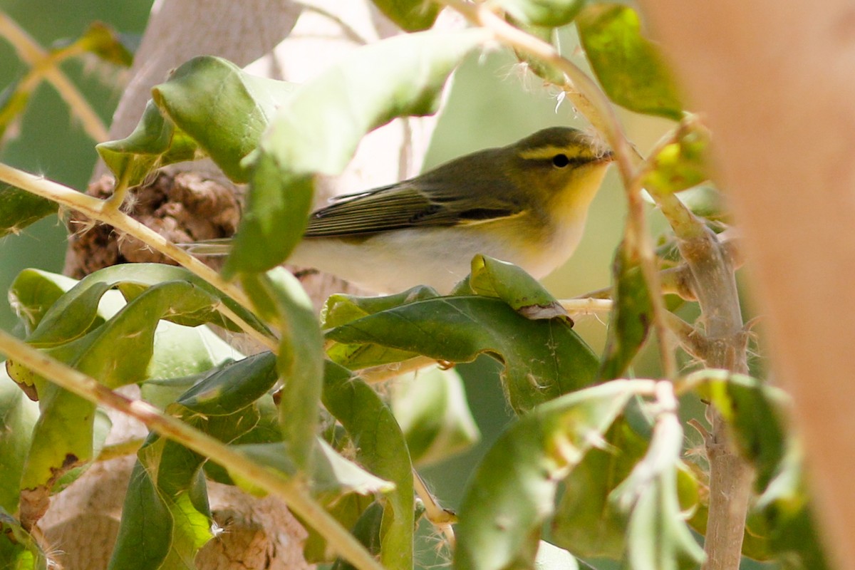 עלווית ירוקה - ML647487773