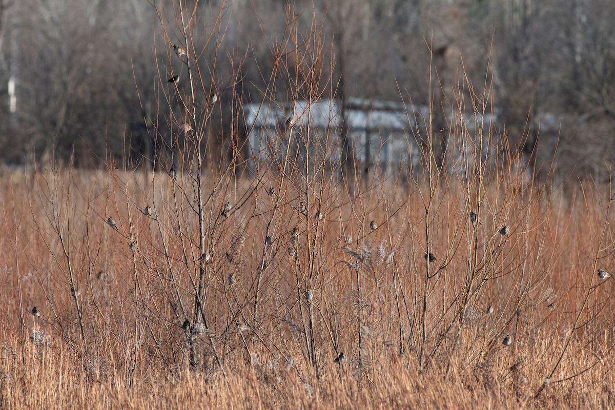 Пасовник савановий - ML647487782