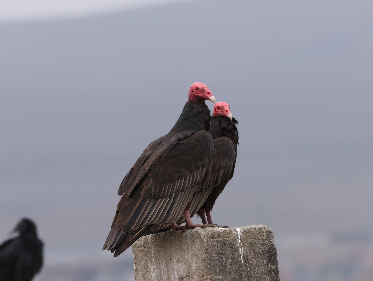 ヒメコンドル - ML647487796