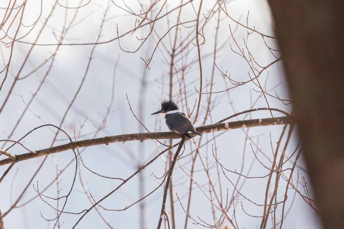 Belted Kingfisher - ML647487799